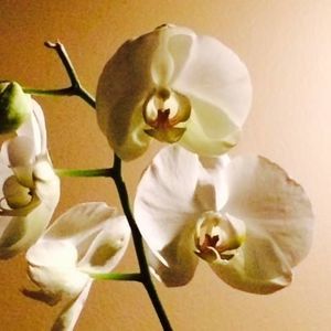 Meet your Posher, Debra